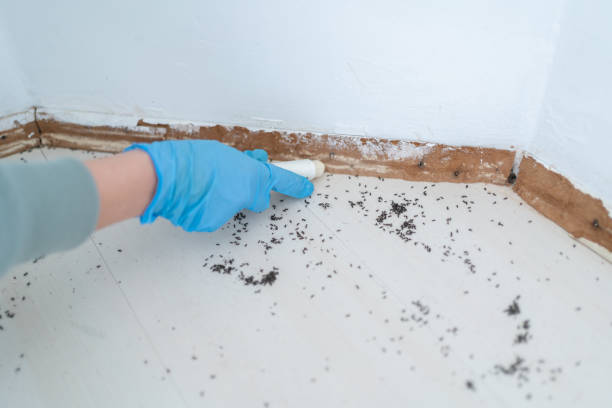 Best Insect Control  in St Francis, MN
